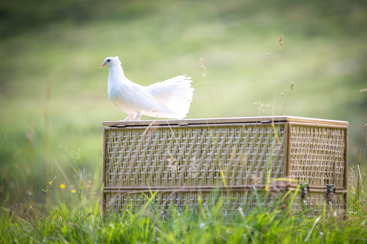 white dove bird dove free photo