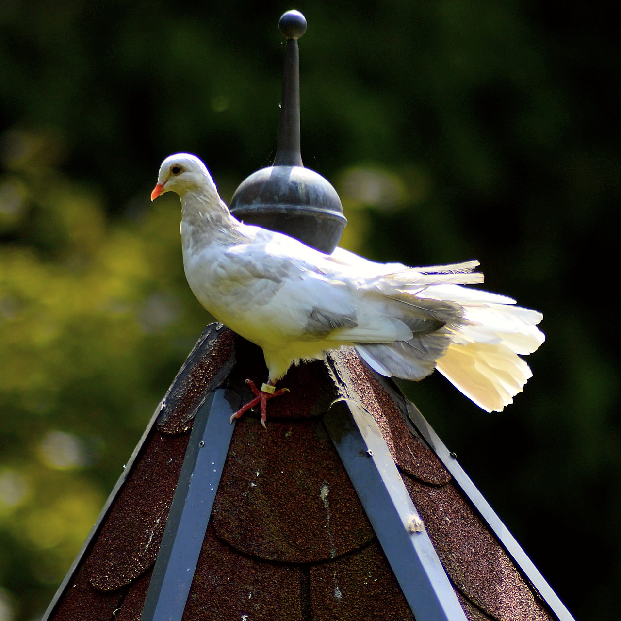 white dove dove feather free photo