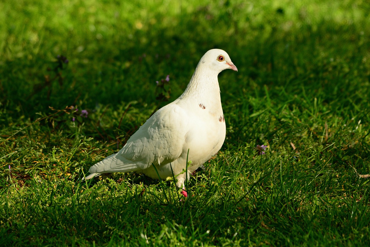 white dove  rock dove  pigeon free photo