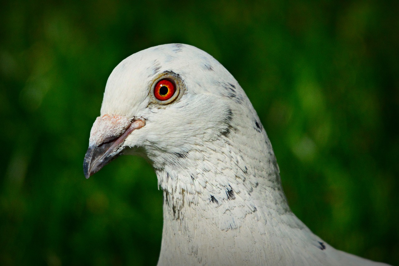 white dove  rock pigeon  bird free photo