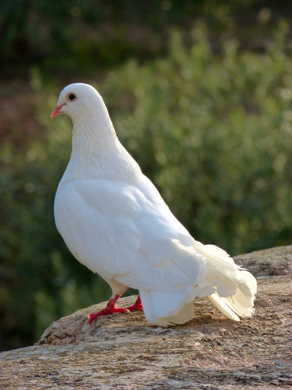 white dove peace paloma free photo