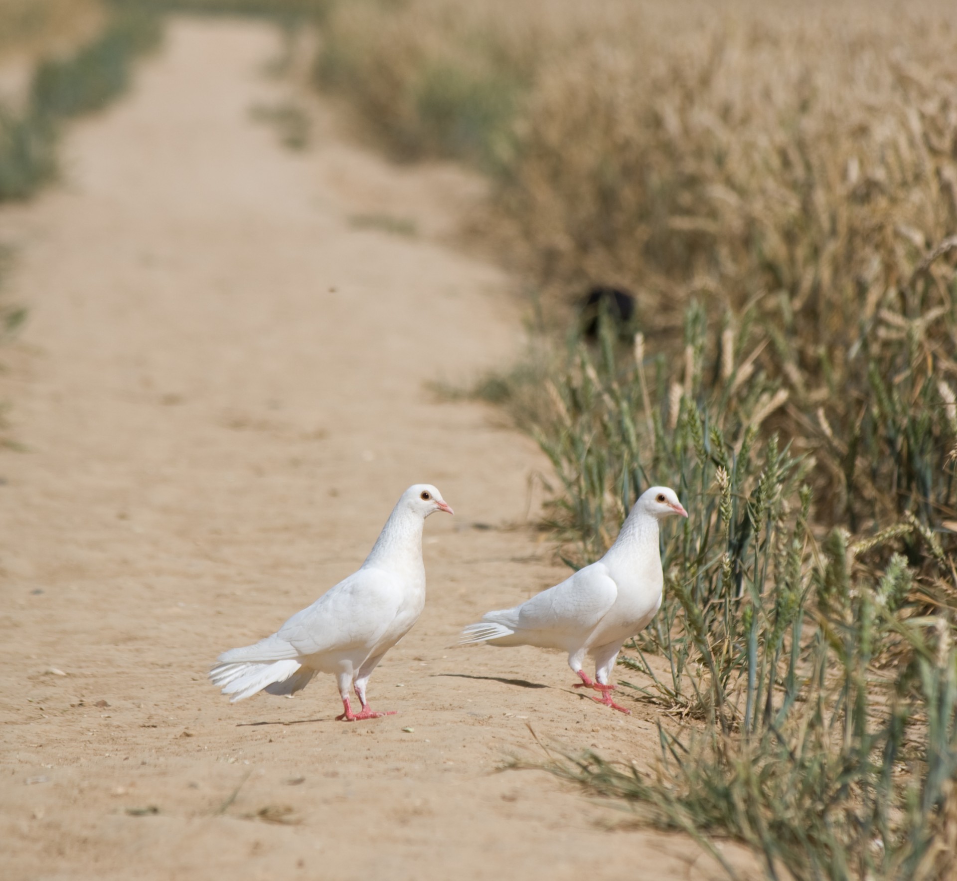 dove doves bird free photo