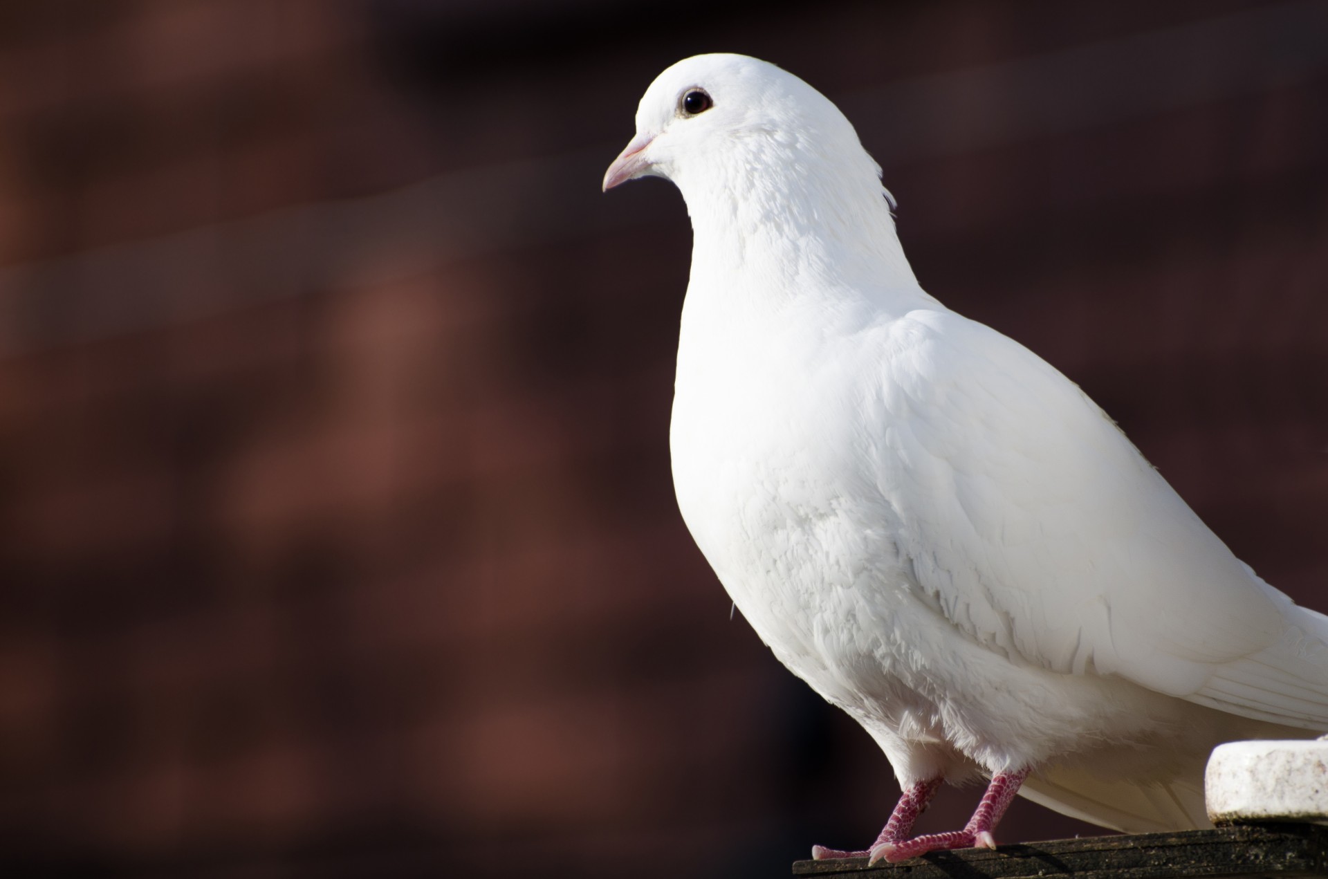 white dove animals free photo