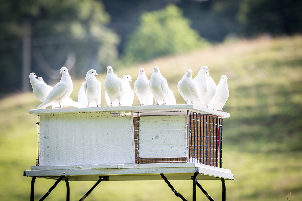 white doves dovecote bird free photo