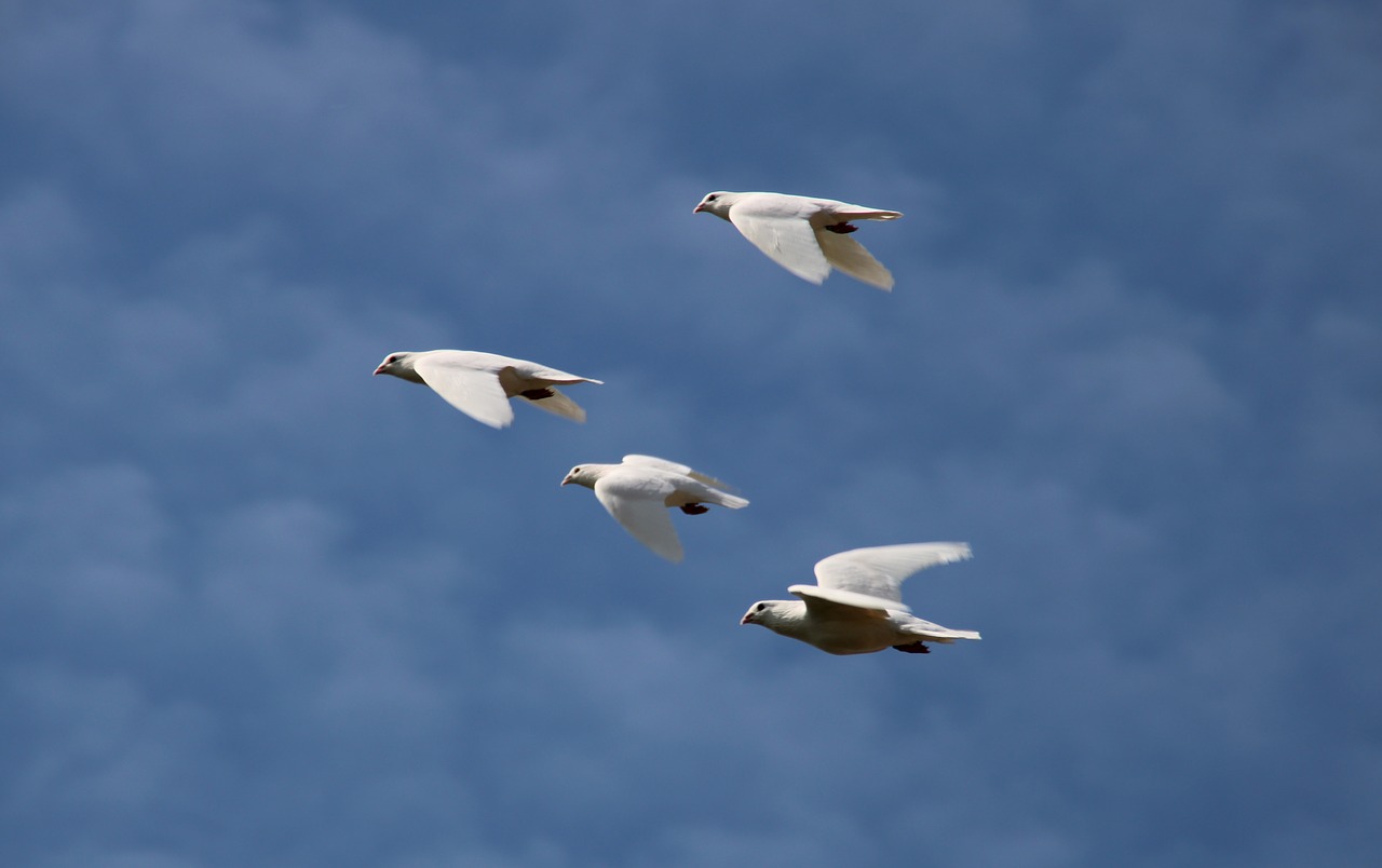 white doves  flying  wedding free photo