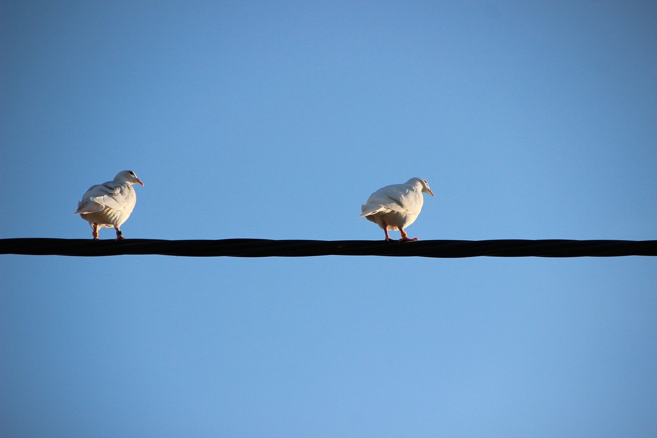 white doves  birds  pigeons free photo