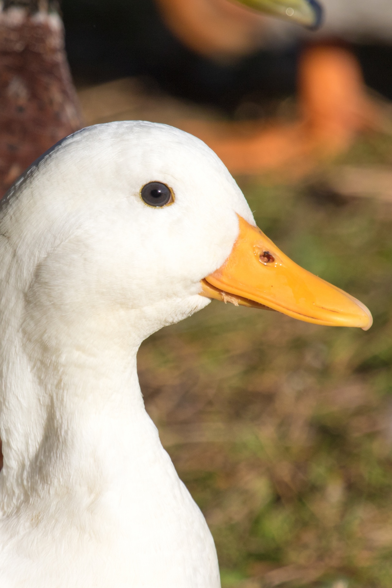 animal beak bird free photo