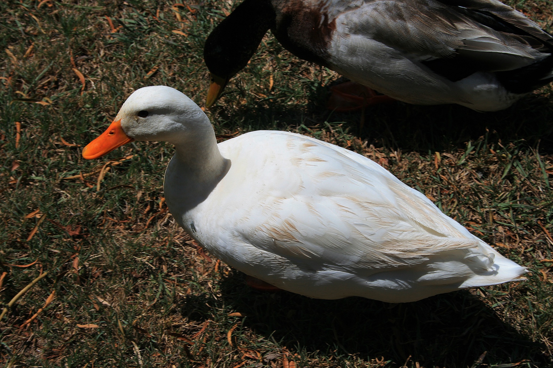 fowl duck white free photo