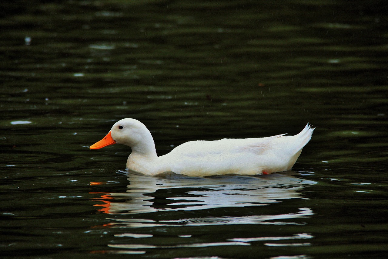 white duck duck white free photo