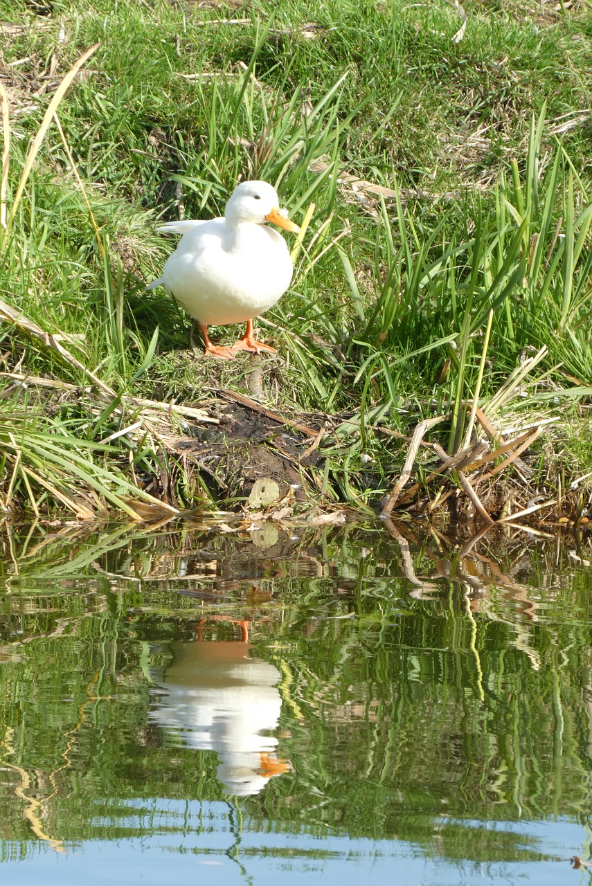 white duck  ditch  waterfront free photo