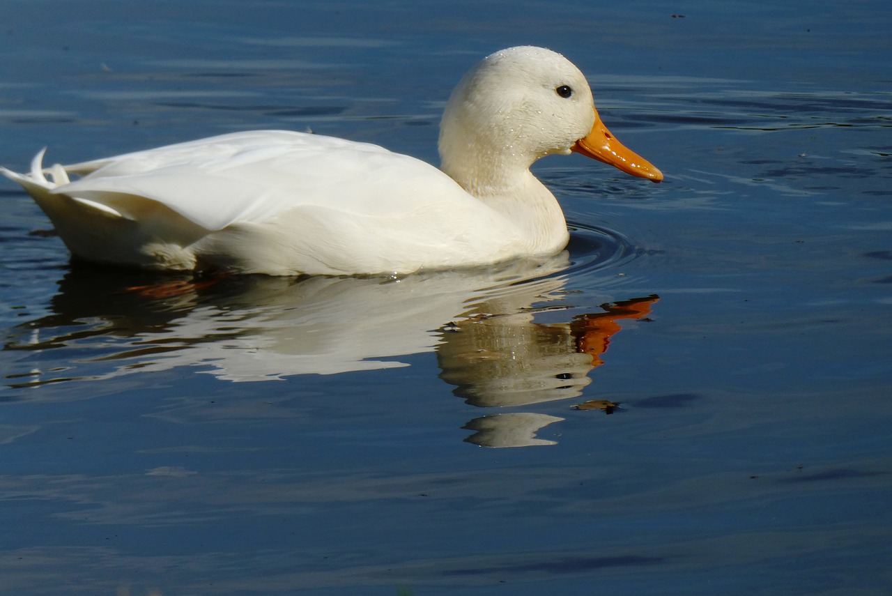 white duck  ditch  waterfront free photo