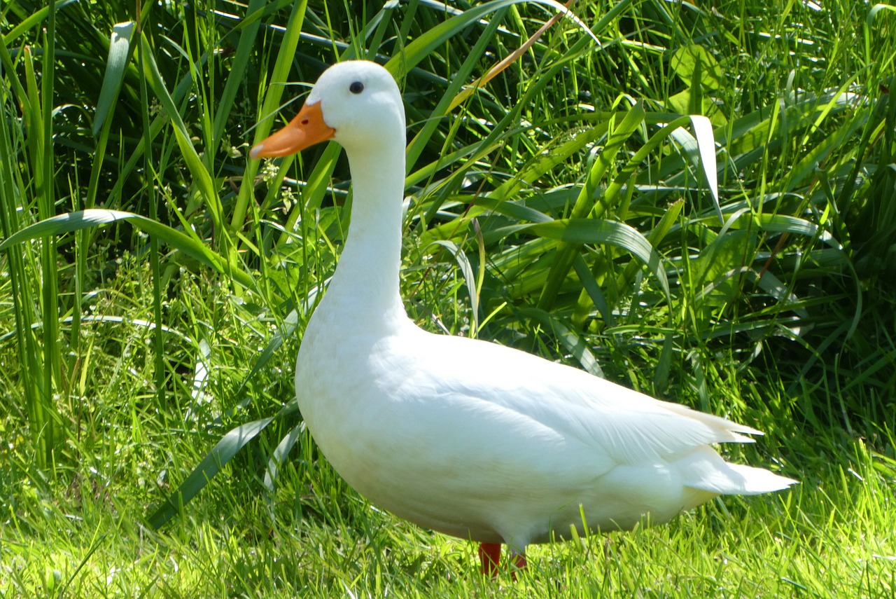 white duck  white  feathers free photo