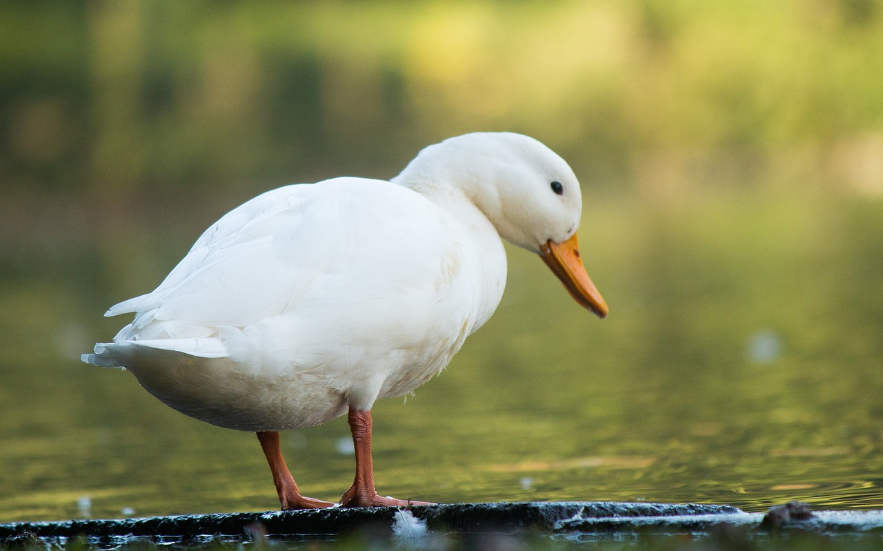 white duck bank water free photo