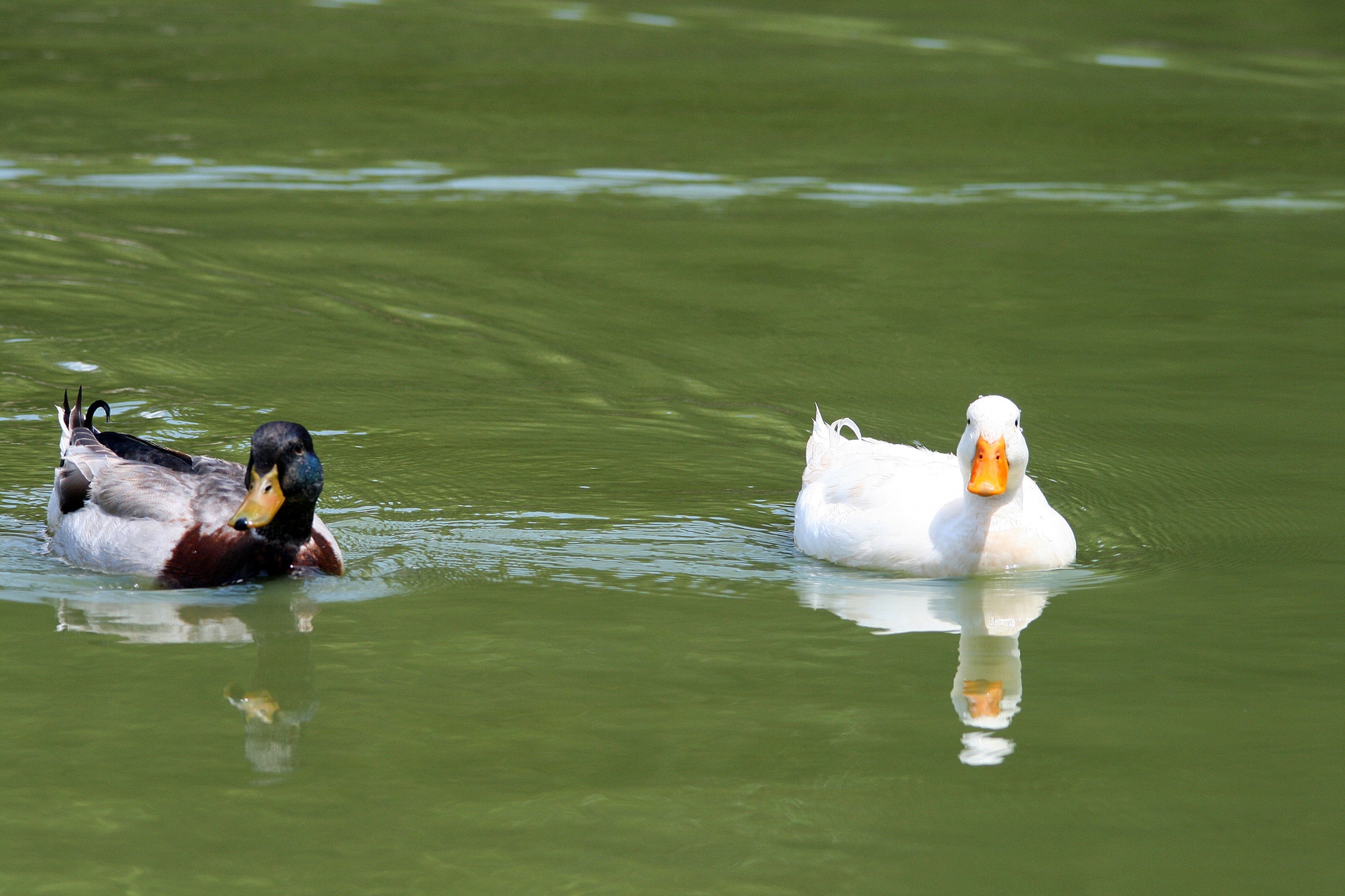 ducks water pond free photo