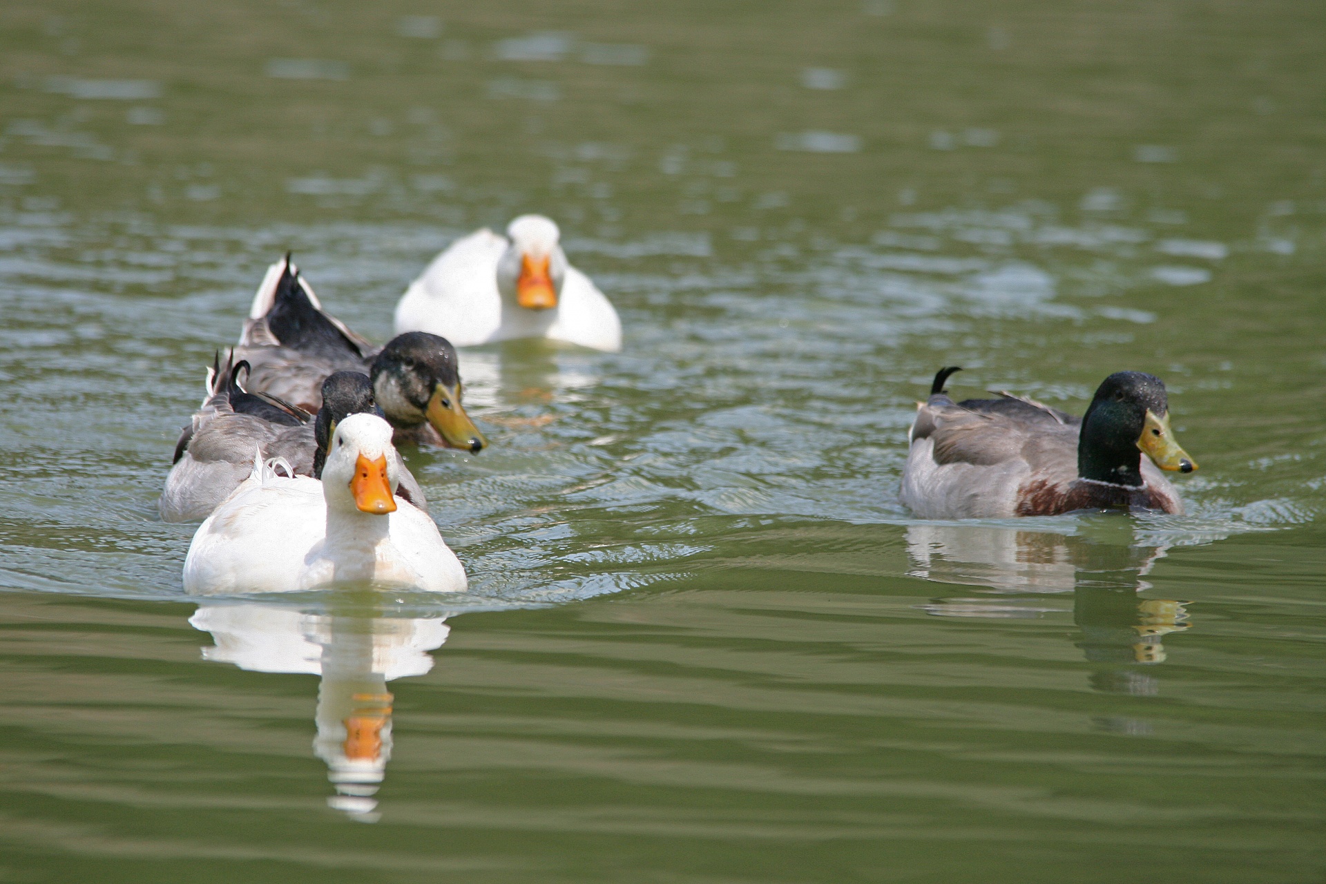 water pond ducks free photo