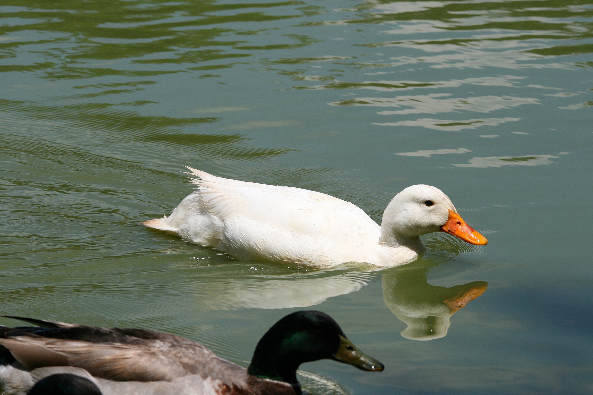 duck fowl white free photo