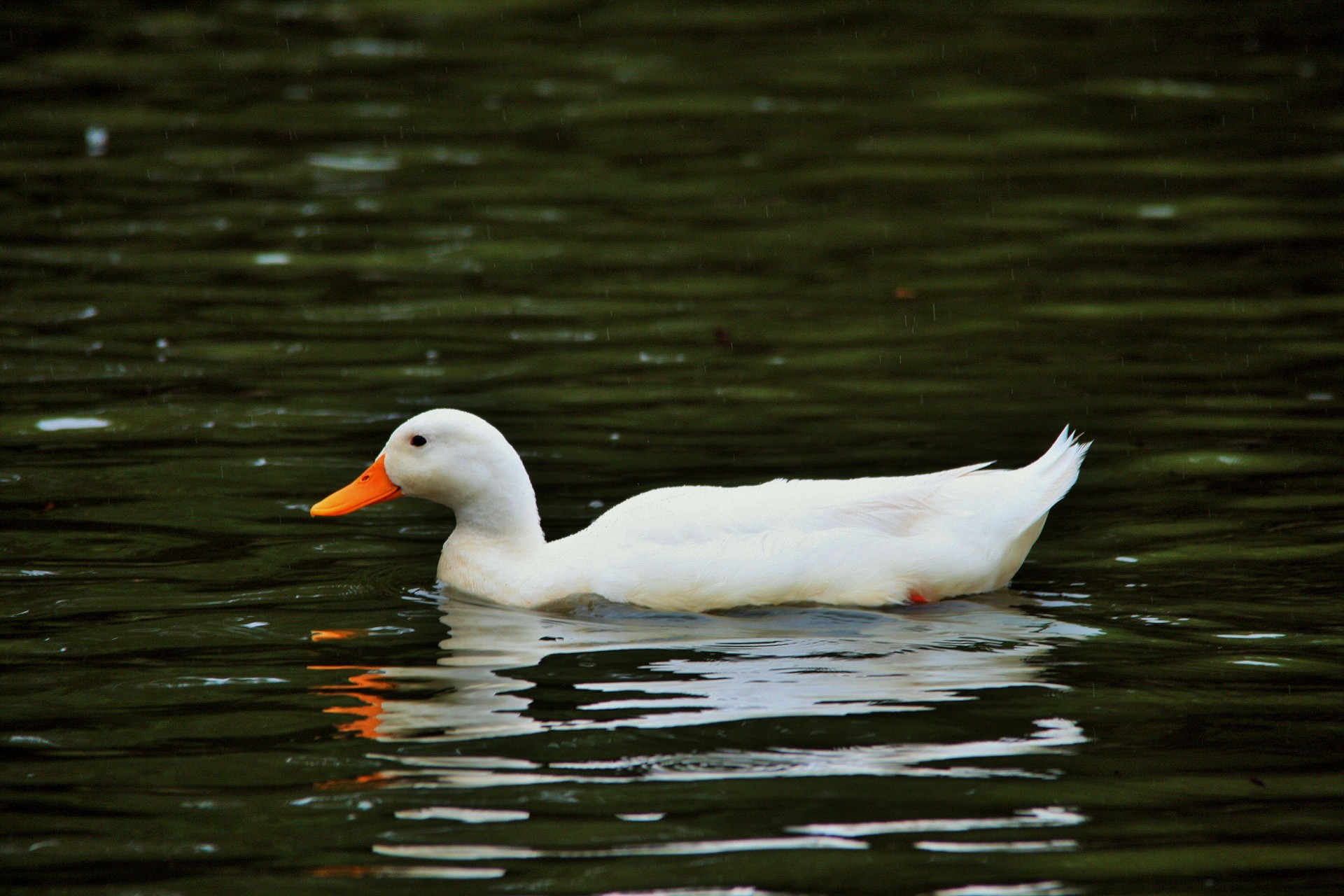 bird duck white free photo