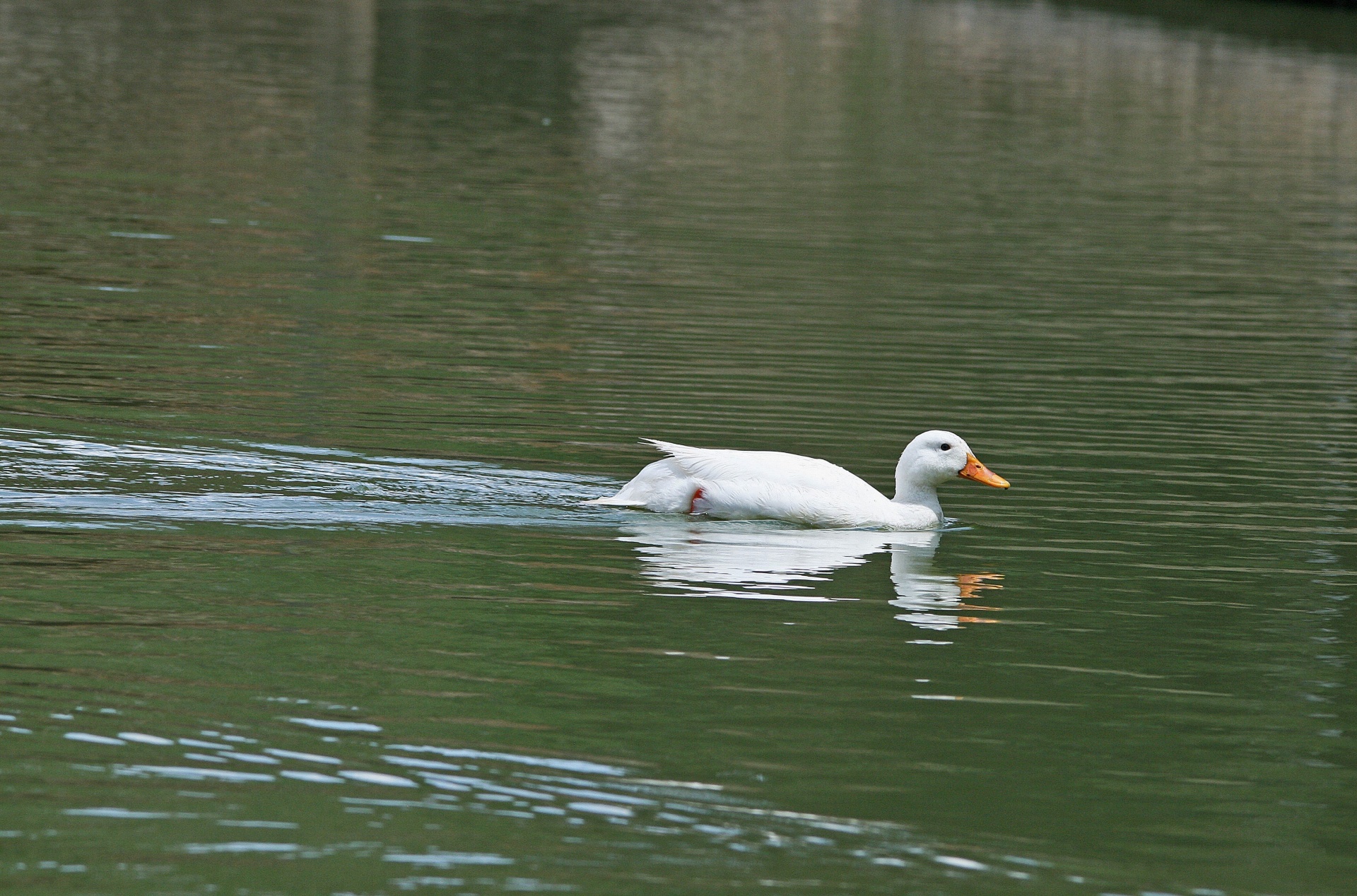 water pond duck free photo