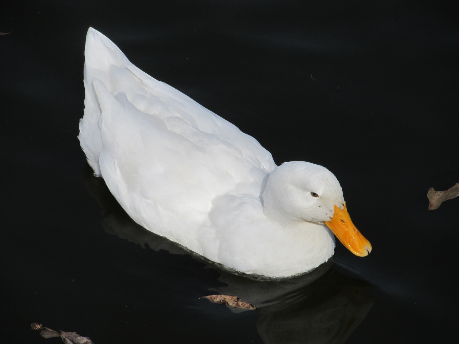 pekin duck swimming bird free photo