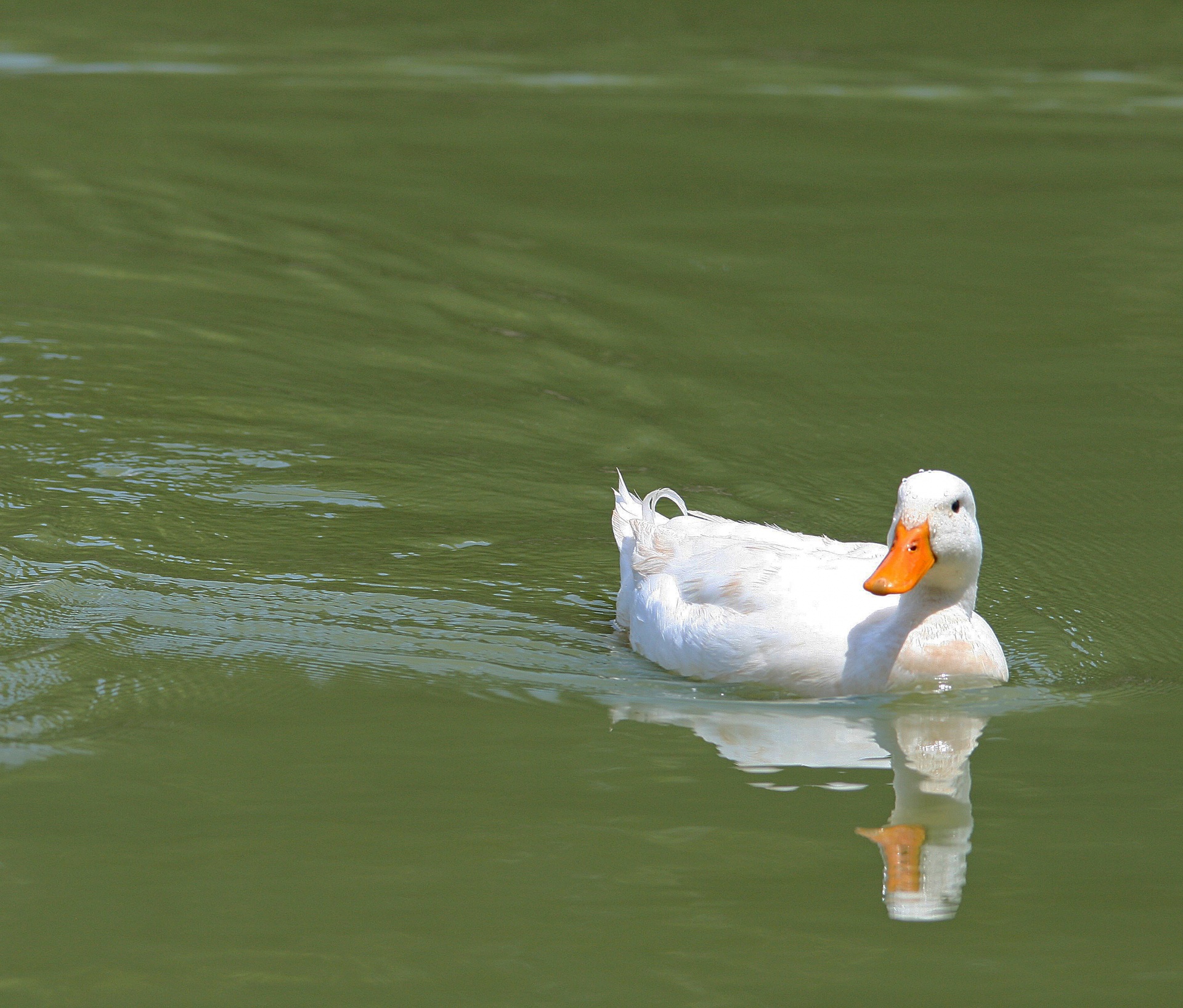 duck white bill free photo