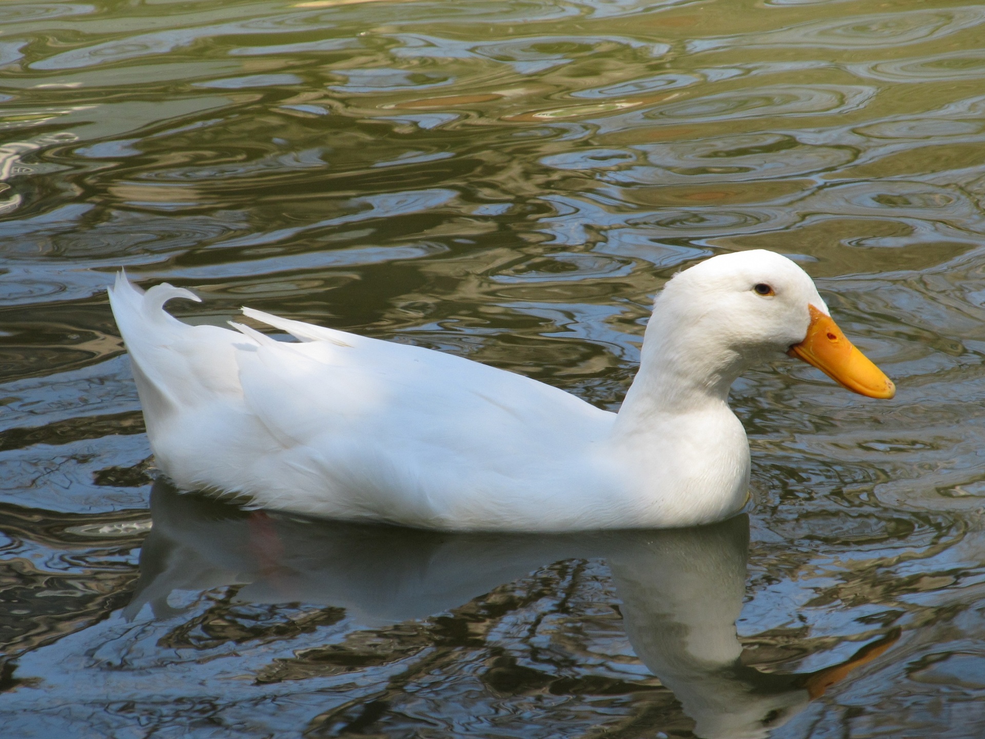 pekin duck swimming bird free photo