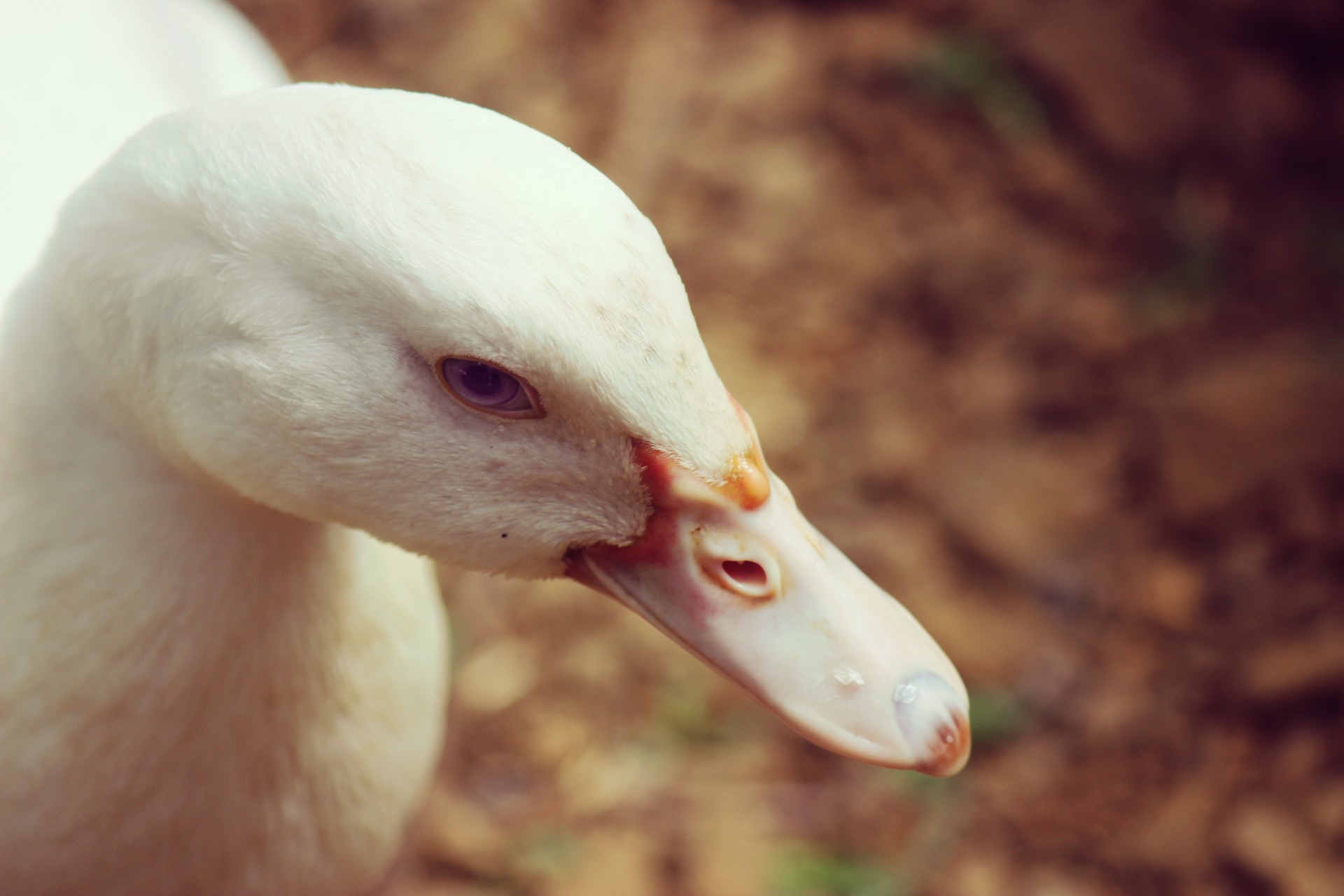 white duck close up free photo