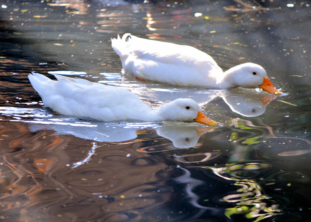 white ducks swimming pond free photo