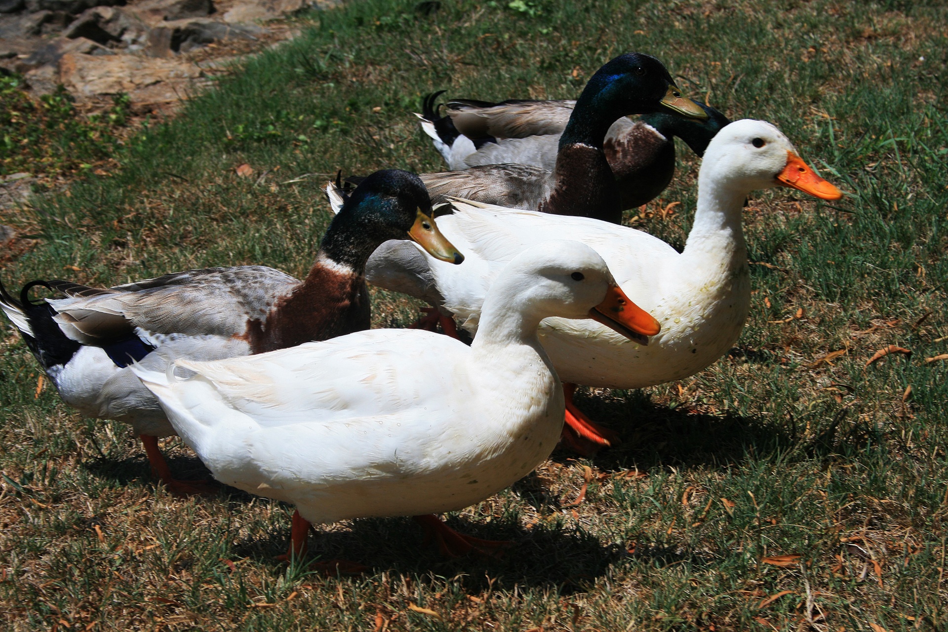 ducks fowl mallard free photo