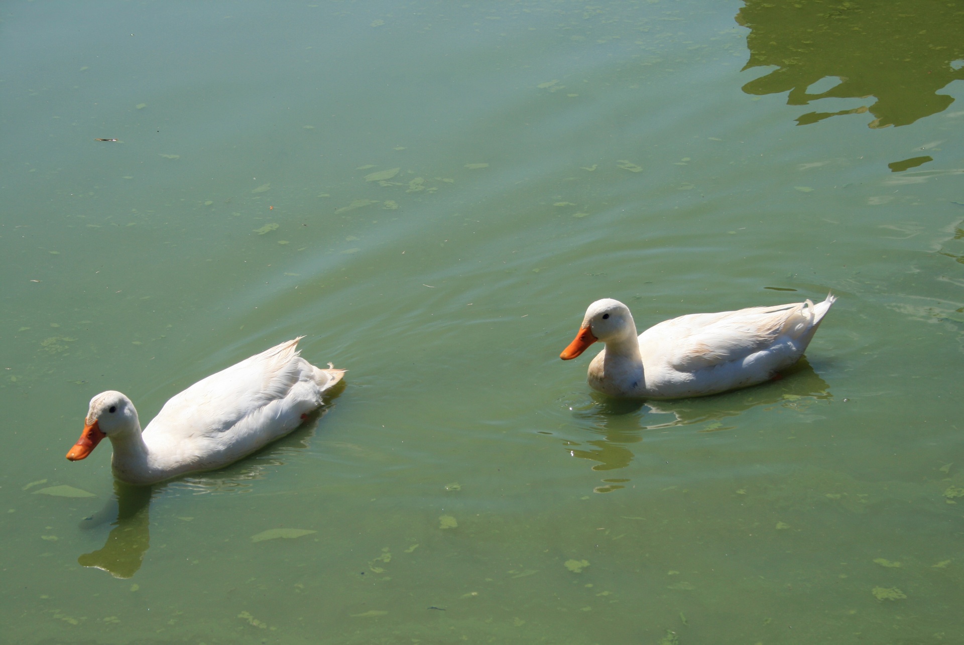 ducks white water free photo