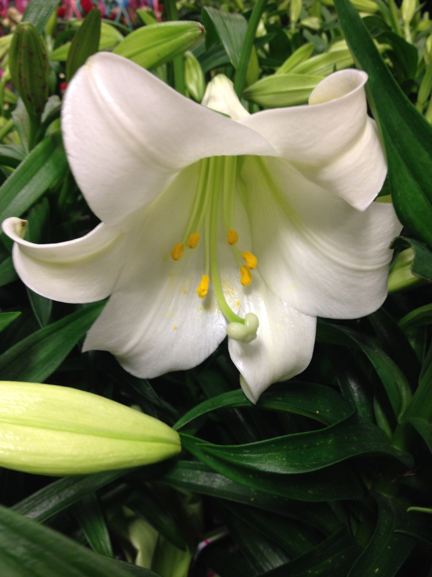 easter easter lily lilies free photo