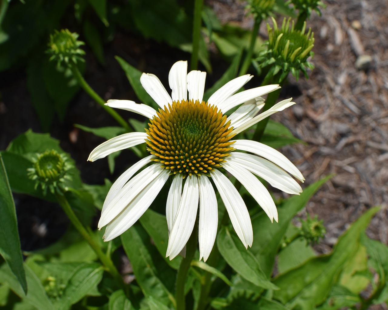 white echinacea echinacea cone flower free photo