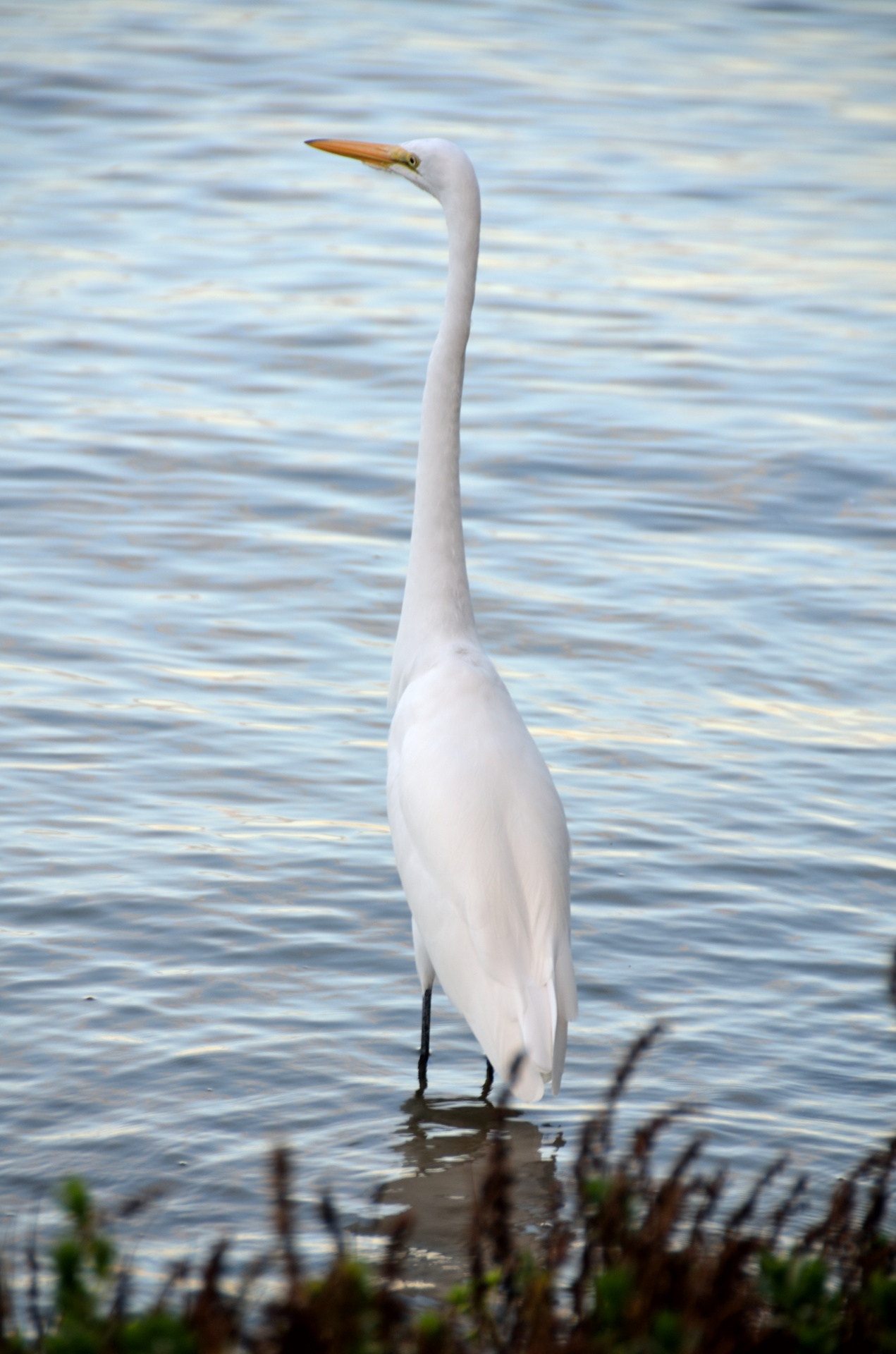 white egret heron free photo