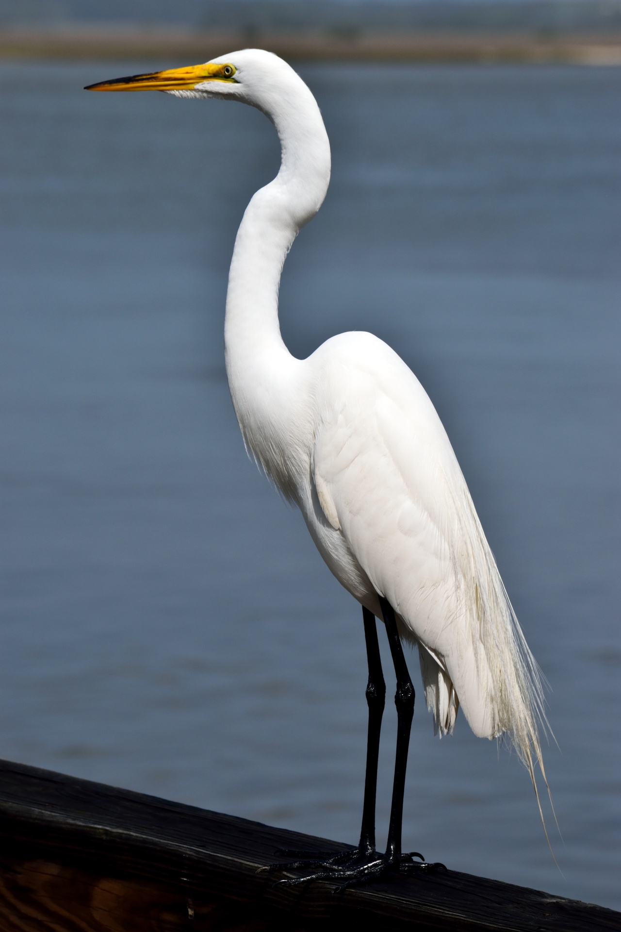 bird heron egret free photo