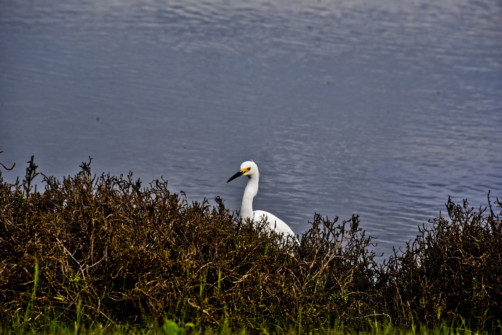 egret white head free photo