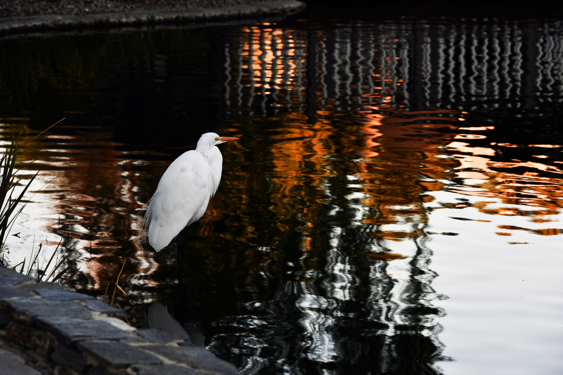 egret white great free photo