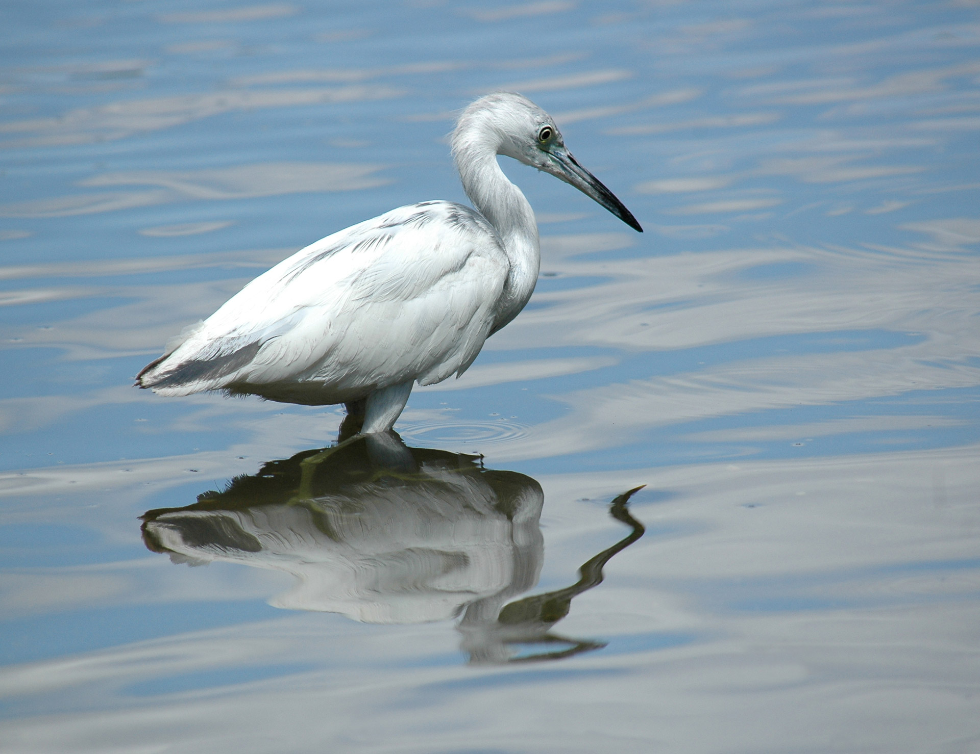 egret white bird free photo