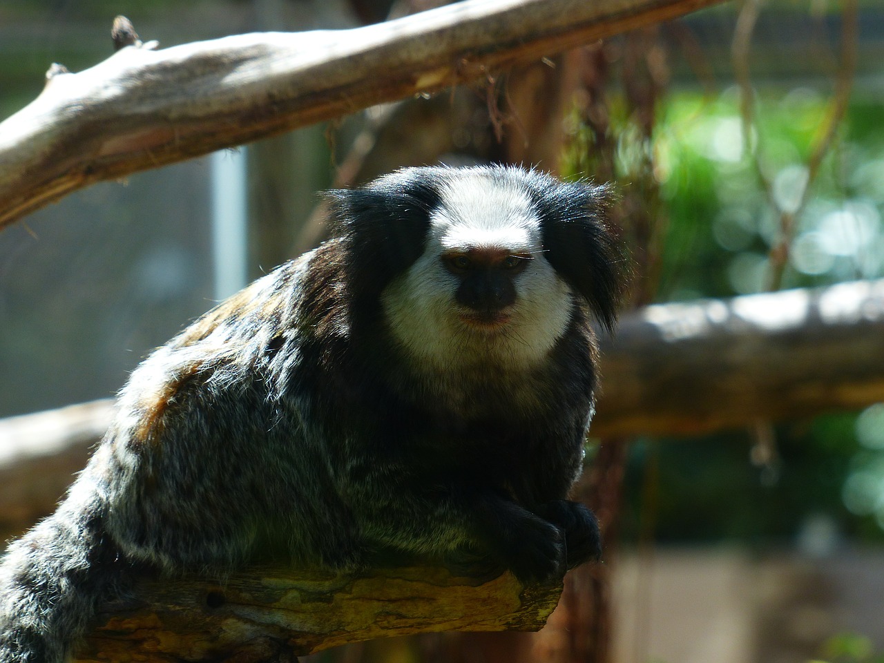 white face marmoset monkey ear tuft free photo