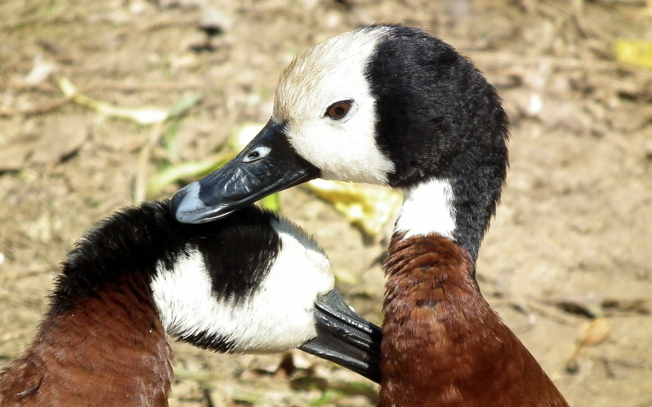 white-faced whistling duck free photo