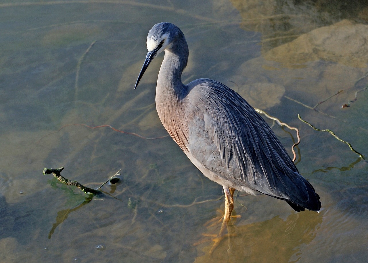 white faced heron bird wild free photo