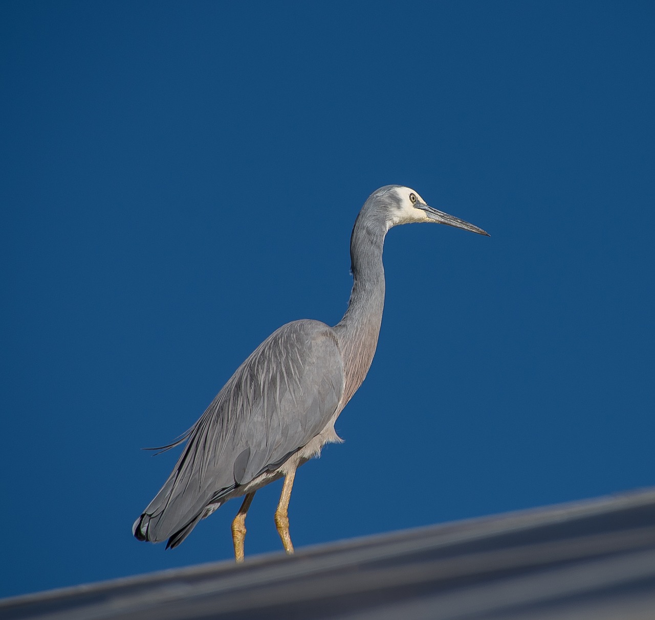 white-faced heron heron wild free photo