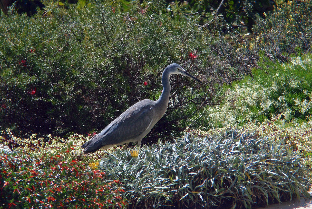 white-faced heron  bird  wild free photo