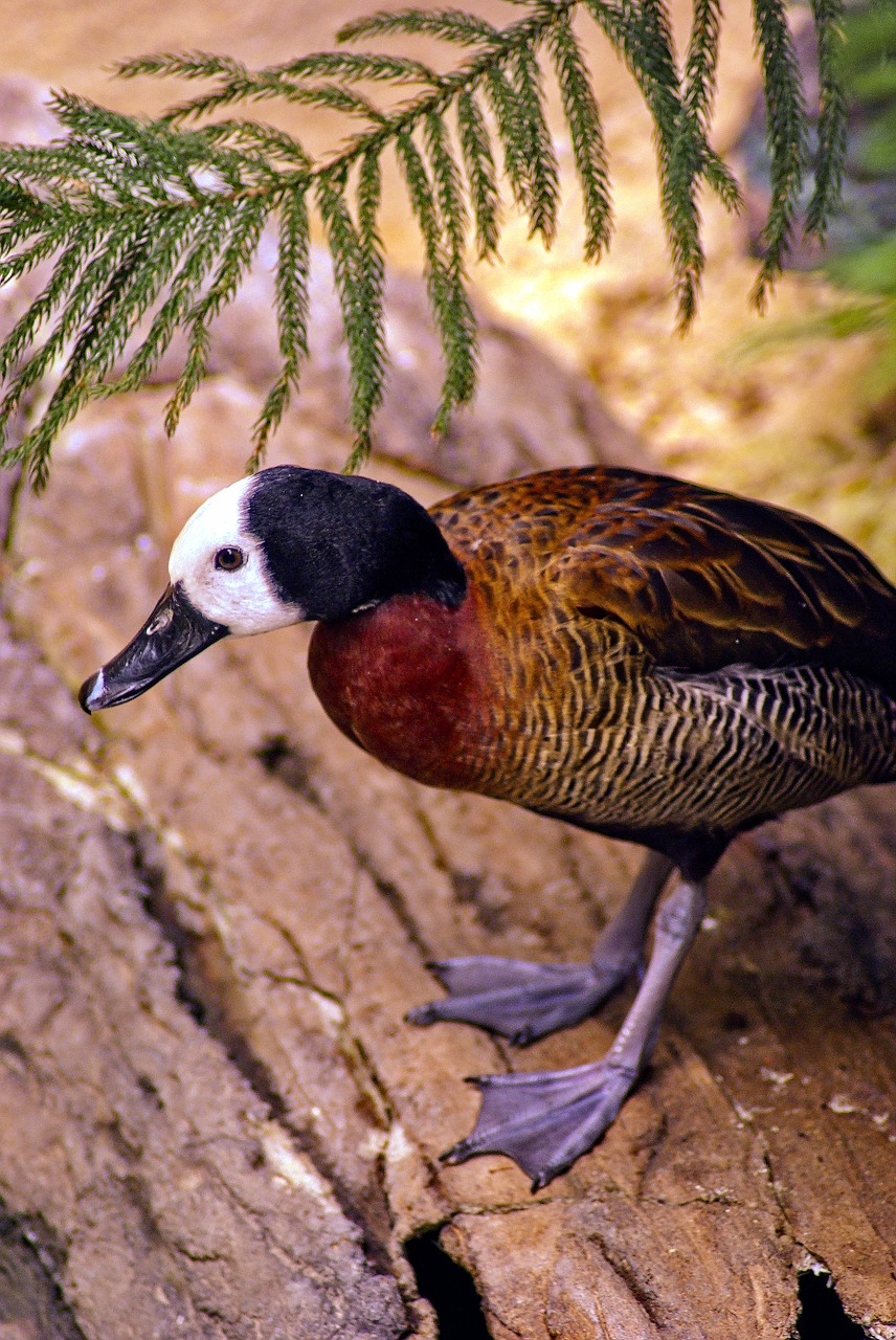 white-faced whistling duck  duck  bird free photo