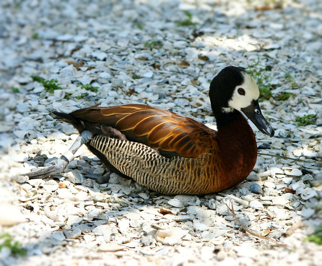 white faced whistling duck waterfowl bird free photo