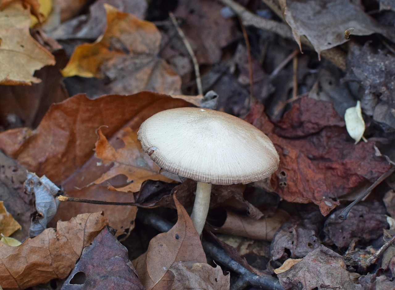 white fall mushrooms mushroom fungi free photo