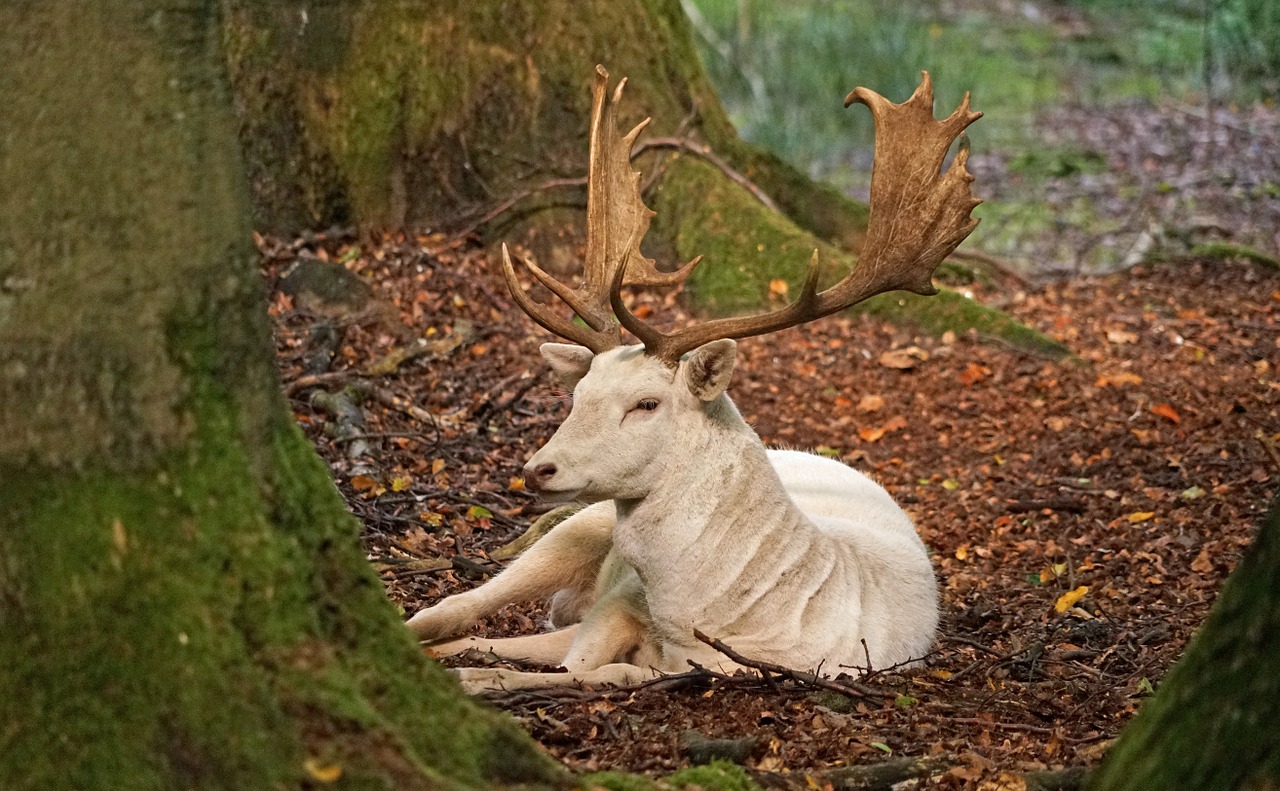 white fallow deer antler forest free photo