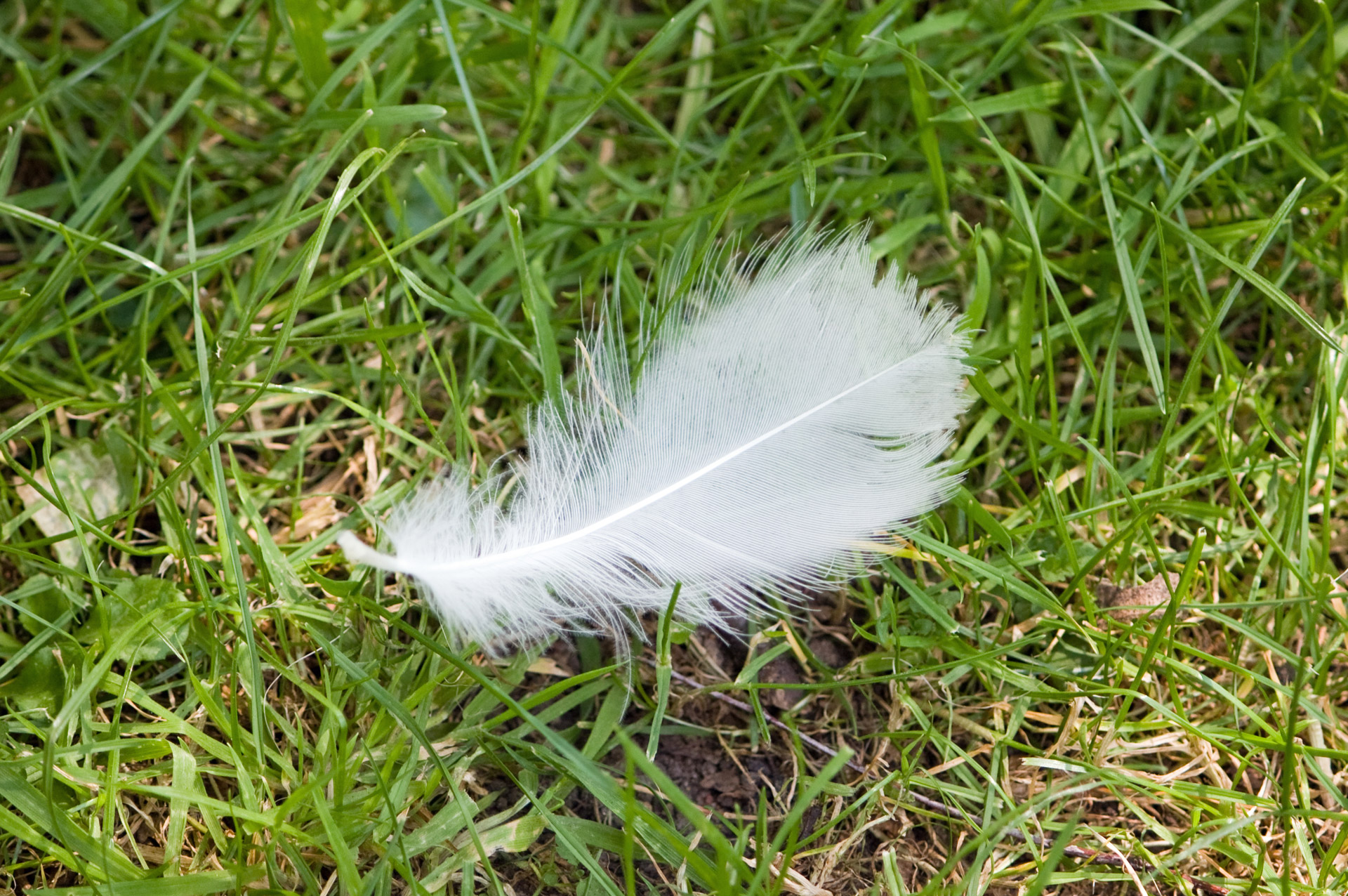 feather white lucky free photo