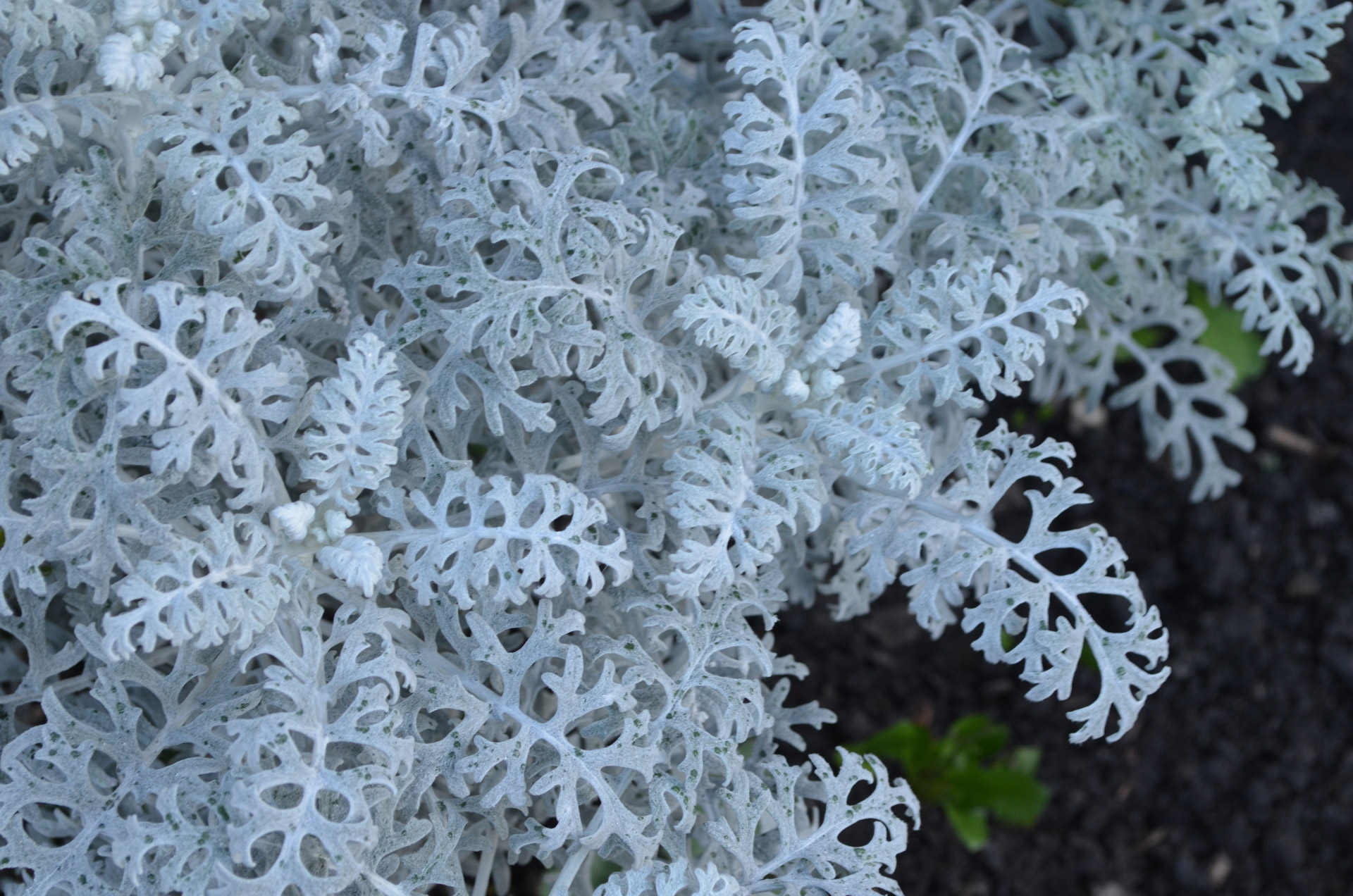 white fern nature free photo