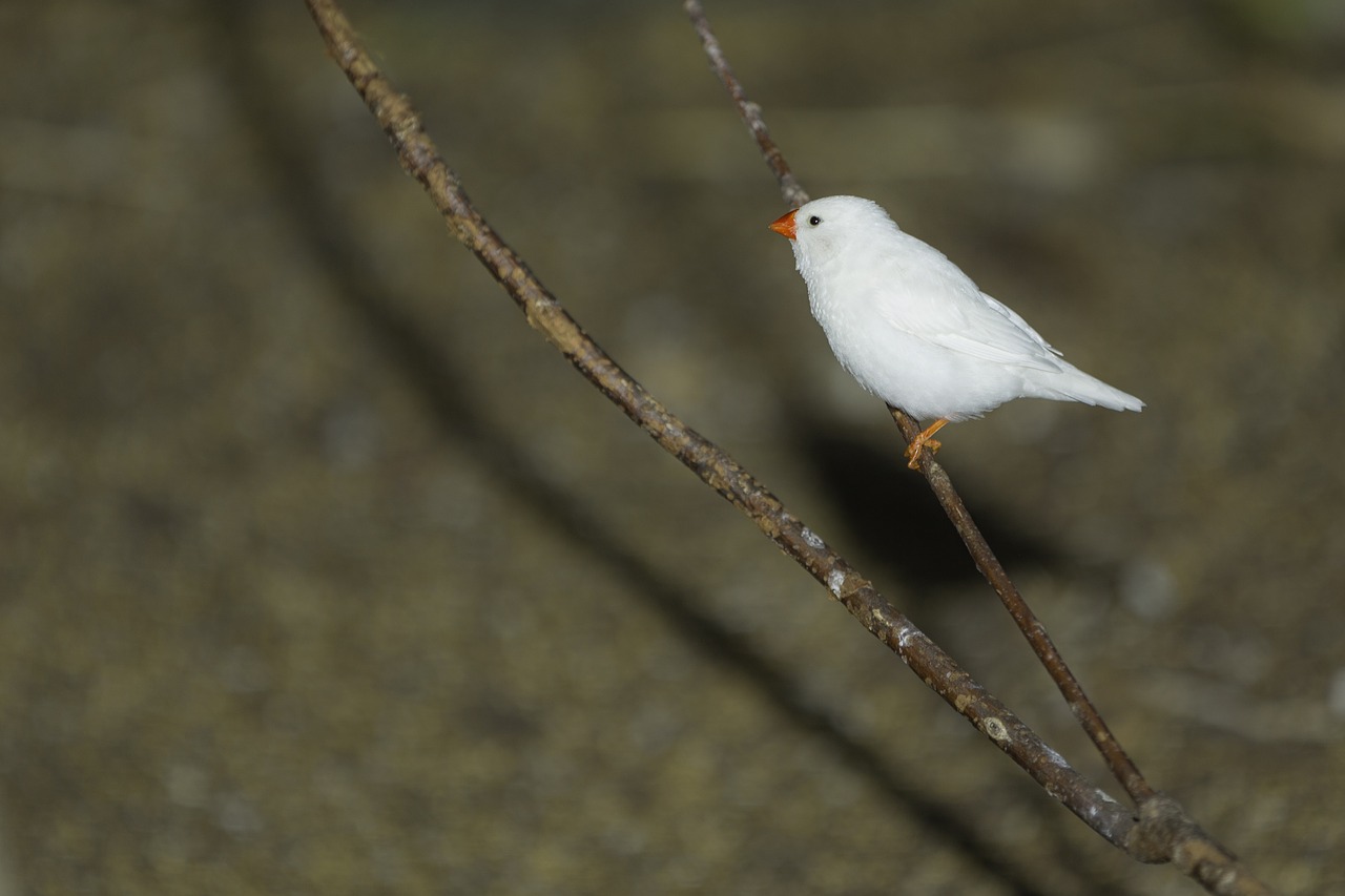 white finch bird bird kingdom amazing free photo