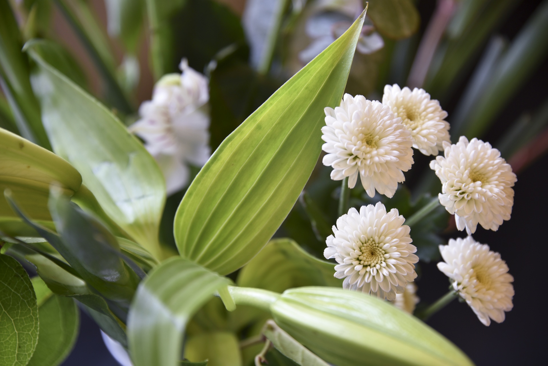 flower white floral free photo