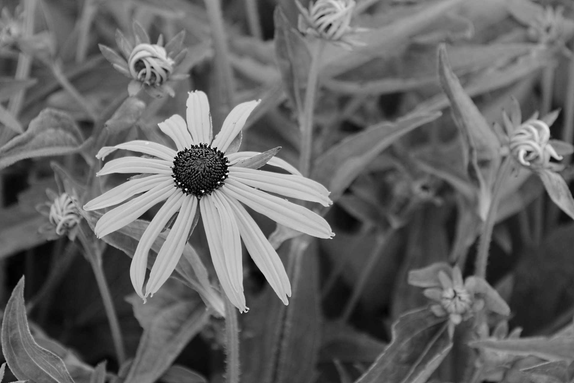 white flowers closeup free photo